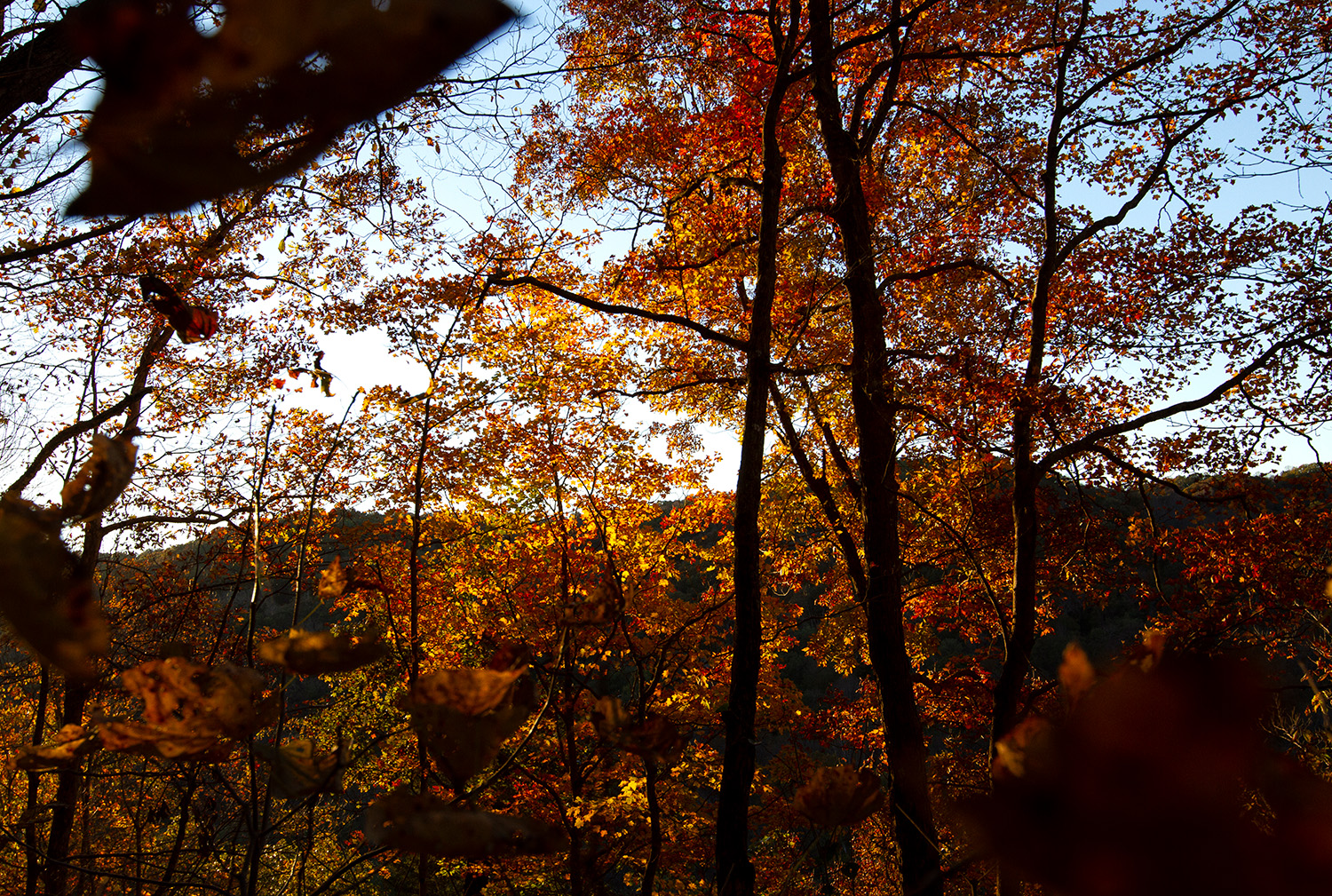 Leaves in fall colors line the trees along Green River Bluffs Trail at Mammoth Cave National Park in Kentucky Nov. 6, 2021.