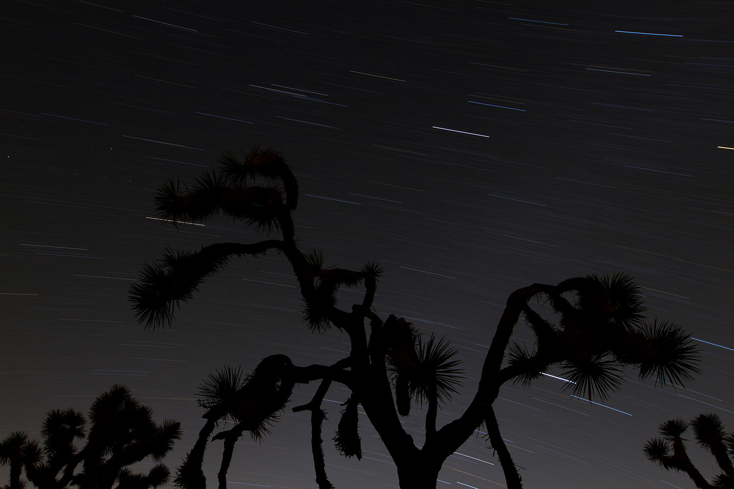 Joshua Trees stand under the stars, seen as streaks in the sky with a long exposure photograph, at Black Rock Campground in Joshua Tree National Park in California Feb. 28, 2022