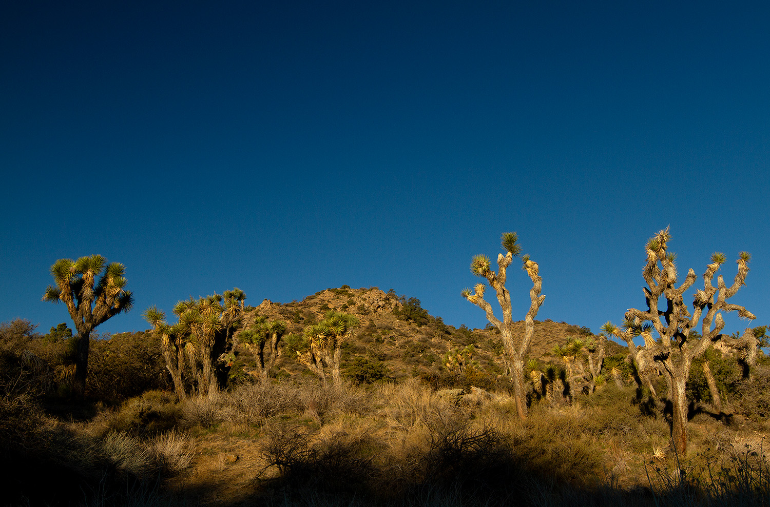Joshua Trees along Black Rock Canyon Trail are hit by early-morning sunlight at Joshua Tree National Park in California on March 1, 2022.