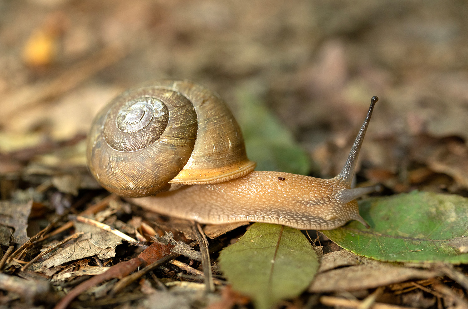 A snail crosses the Meigs Creek Trail inside Great Smoky Mountains National Park in Tennessee on May 21, 2023.