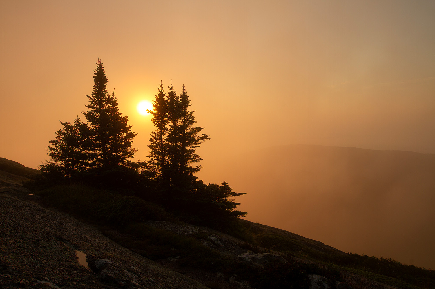 The sun rises behind pine trees atop Cadillac Mountain inside Acadia National Park in Maine on July 31, 2023.
