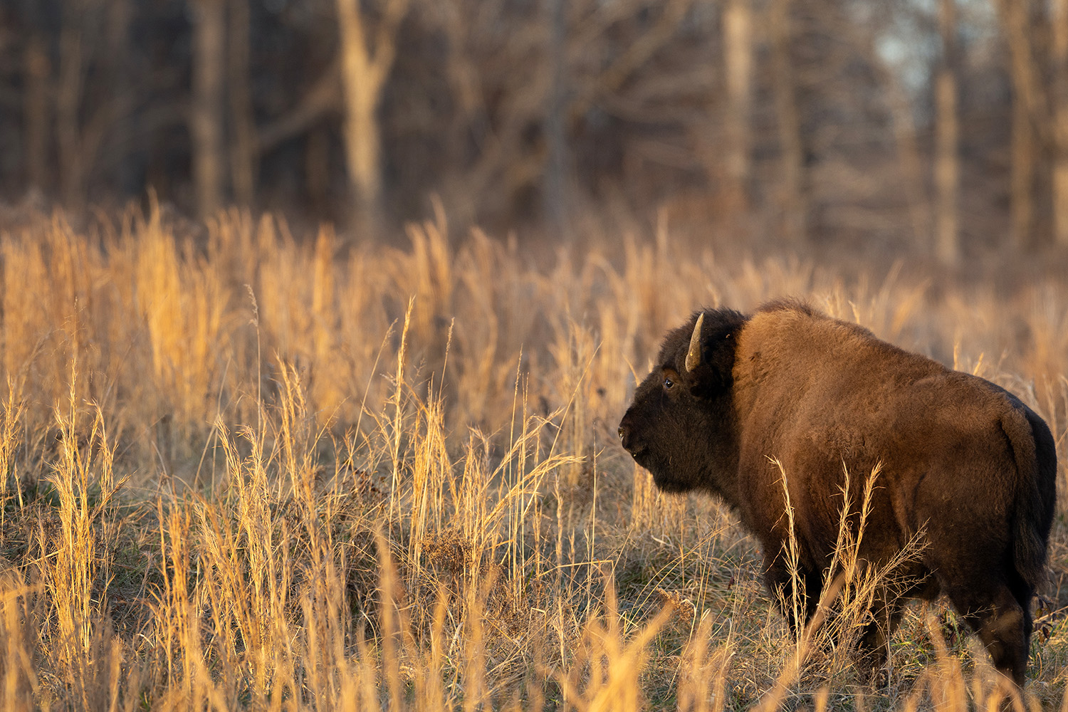 An American bison romps through tall grasses just before sunset at Land Between the Lakes National Recreation Area in Kentucky on Dec. 12, 2023.