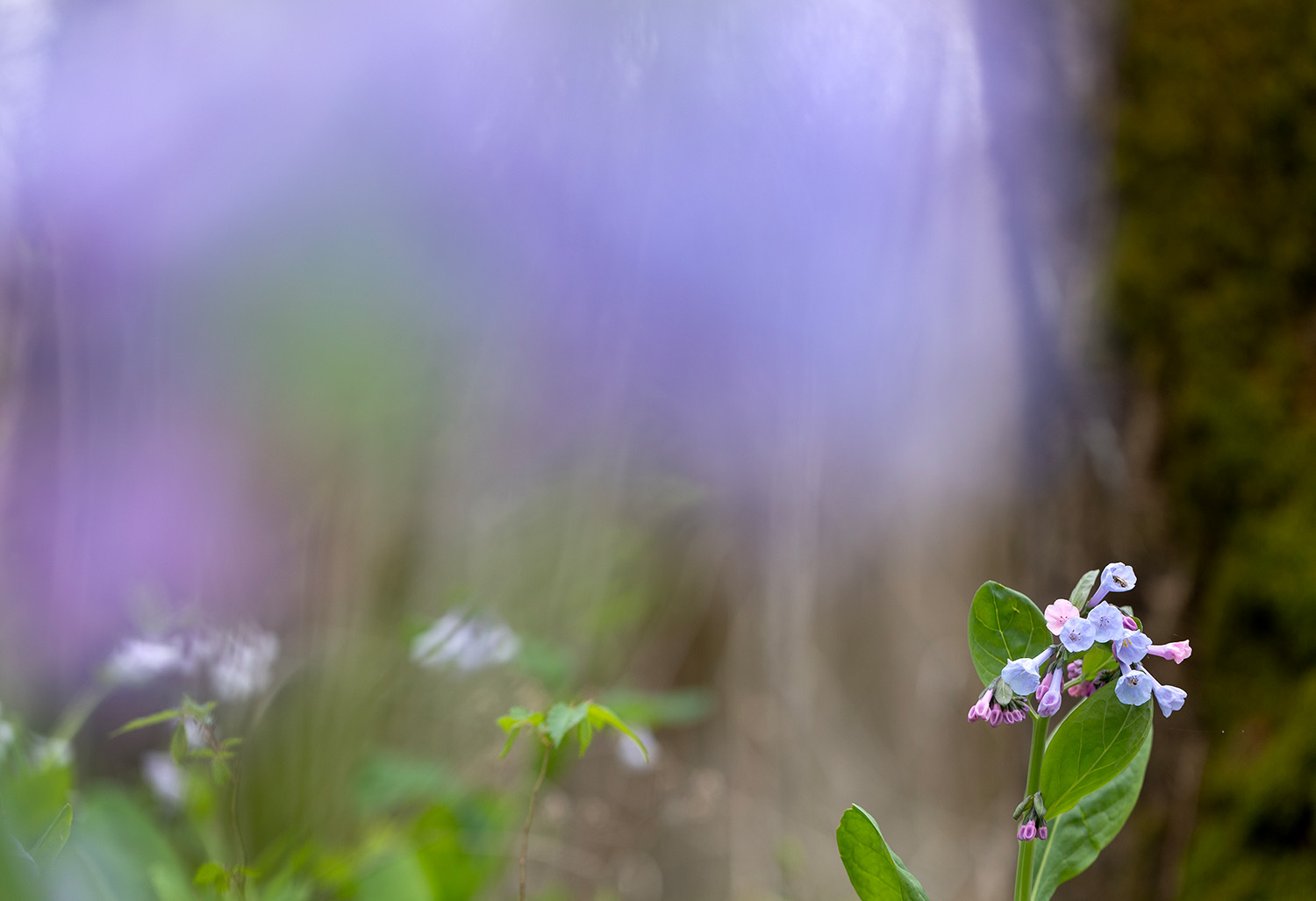 Bluebells bloom along Echo River Springs Trail at Mammoth Cave National Park in Kentucky on March 31, 2024.
