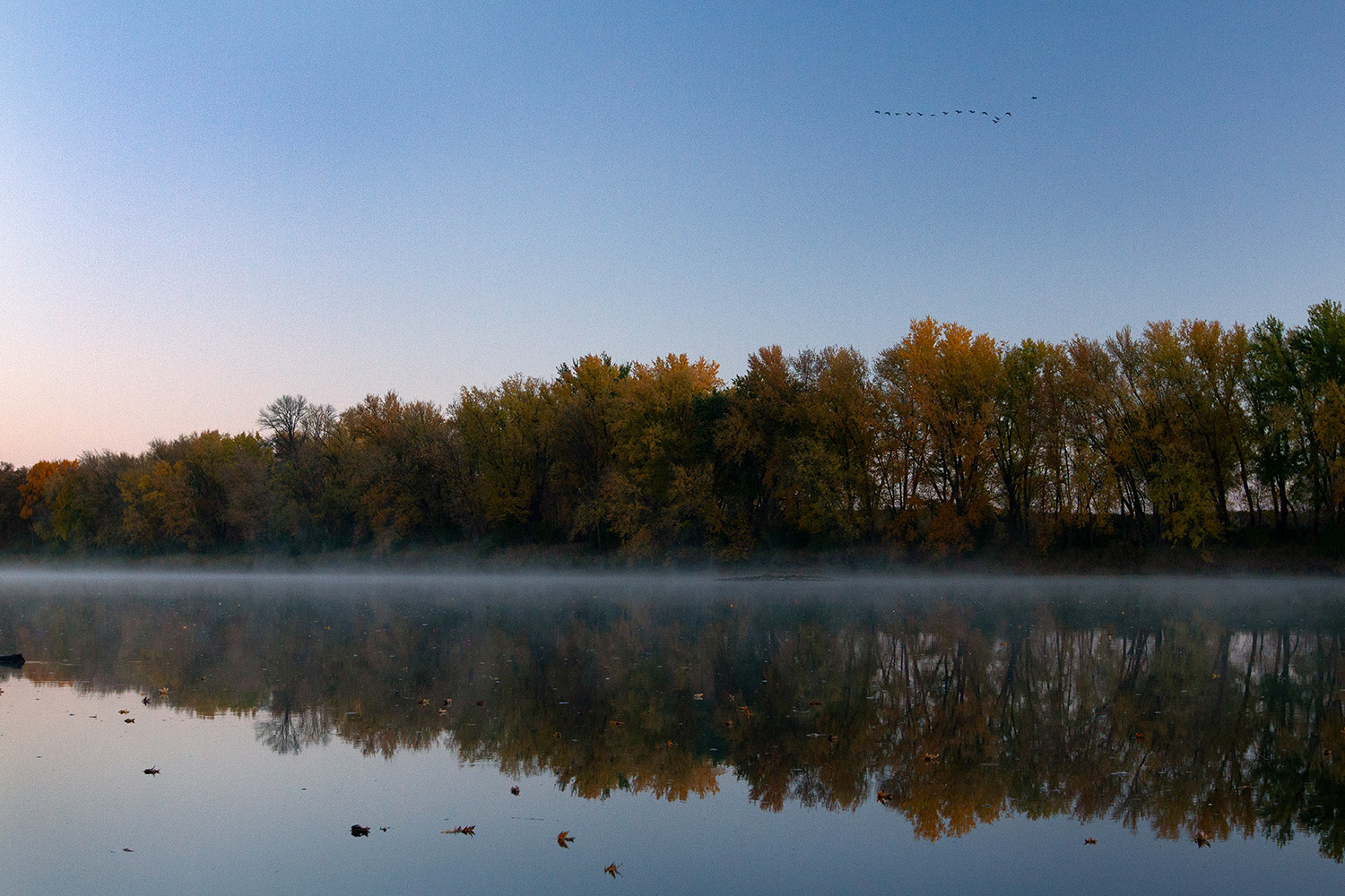 Geese fly south over the St. Croix River in Minnesota's Wild River State Park on Oct. 19, 2025.