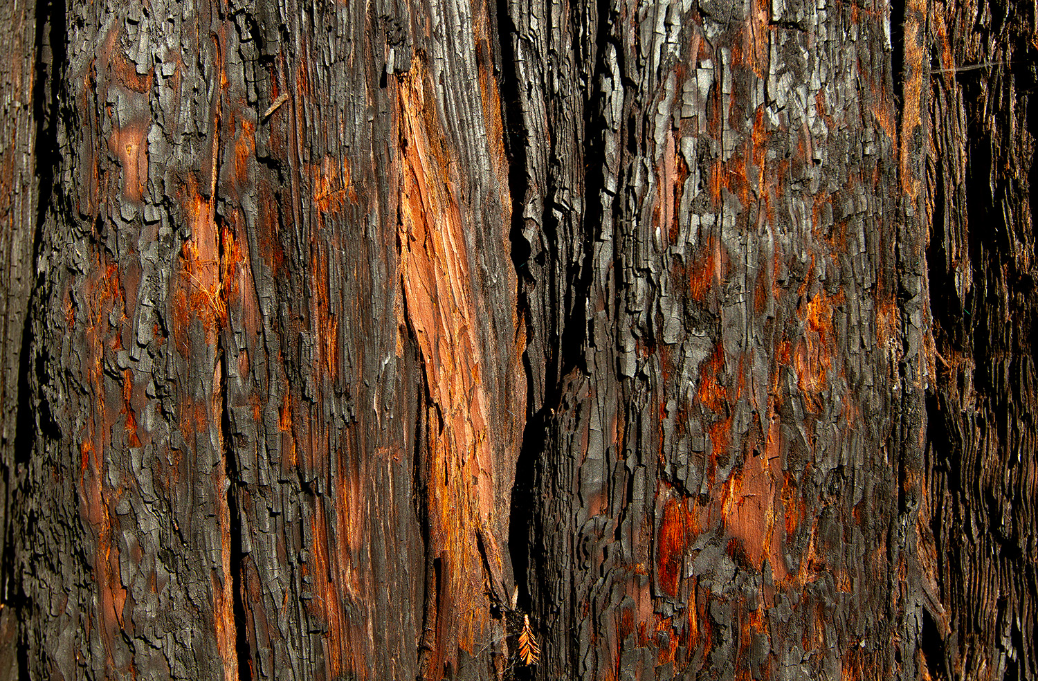 At California's Big Basin Redwoods State Park, the bark of a coast redwood shows signs of recovery in November 2025, five years after the CZU Lightning Complex Fire burned 86,509 acres, including 97% of the park.